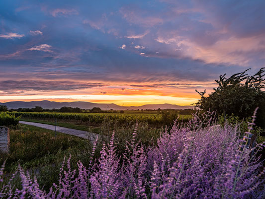 Sonnenuntergang bei Duttweiler