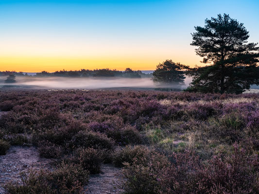 Morgennebel über der Mehlinger Heide