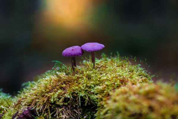 Pilze im Elmsteiner Wald