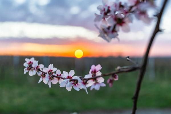 Mandelblüte bei Gimmeldingen