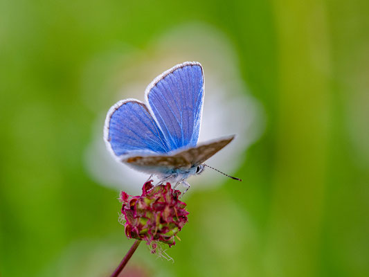 Bläuling auf einer Wildblumenwiese bei Duttweiler