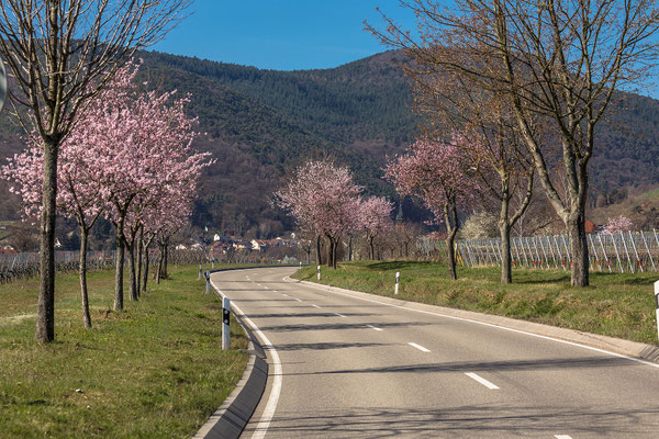 Mandelblüte bei Maikammer
