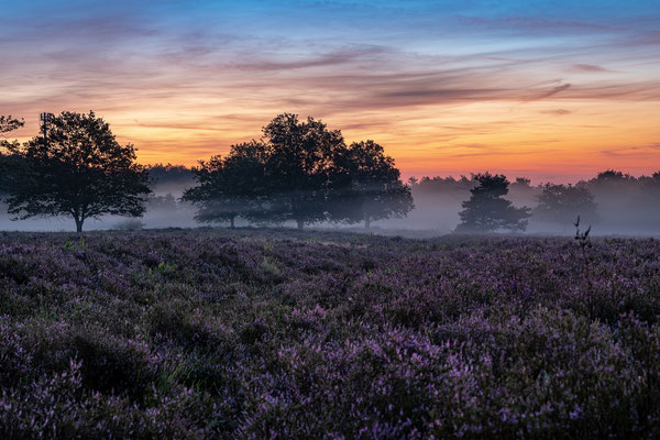 Toller Morgen in der Mehlinger Heide