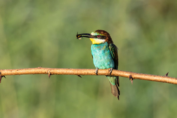 Bienenfresser