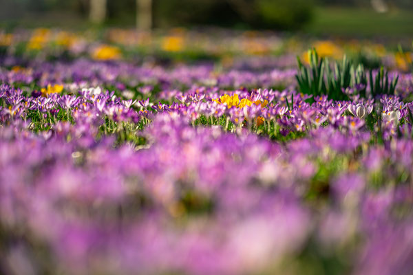 Krokusblüte im Kurpark