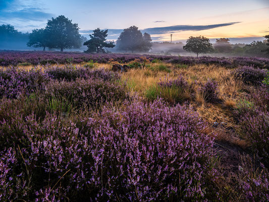Nebelmorgen in der Mehlinger Heide