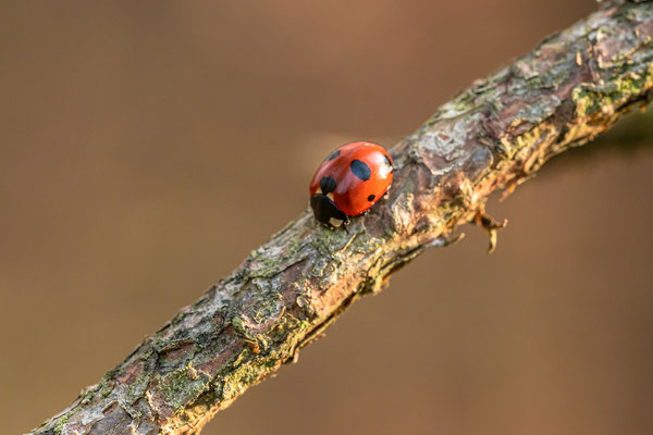 Marienkäfer