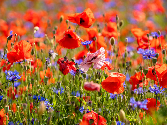 Wildblumenwiese bei Hassloch