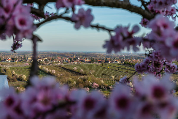 Blick auf das Dorf Mussbach