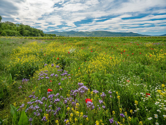 Wildblumenwiese bei Diedesfeld
