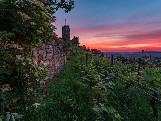 Früher Sommermorgen an der Wachtenburg