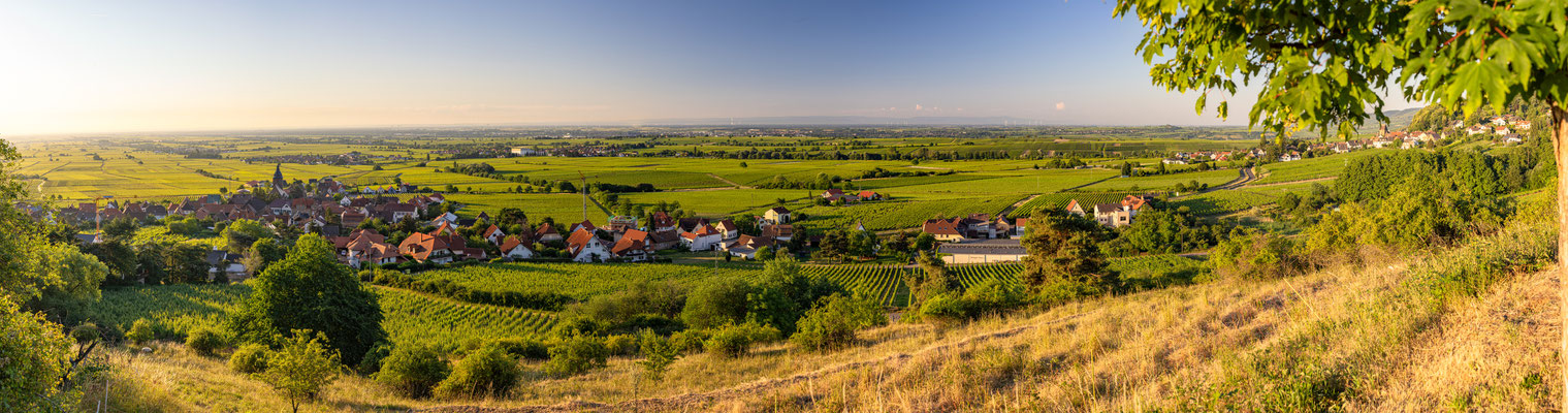 Burrweiler im Morgenlicht