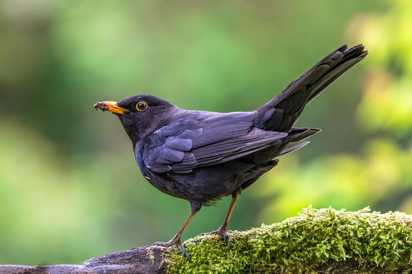 Amsel