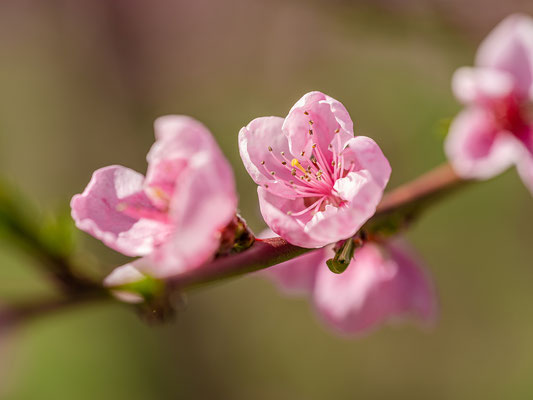 Pfirsichblüte in Neustadt