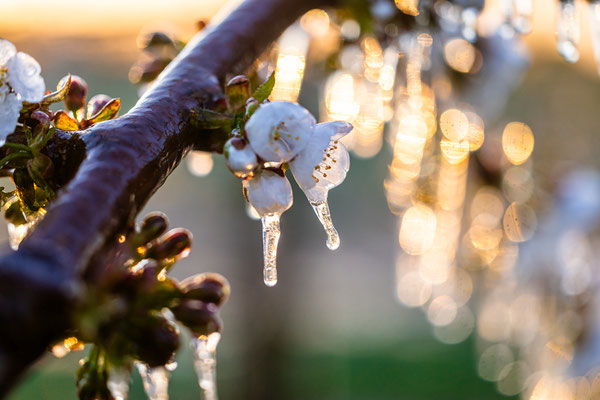 gefrorene Apfelblüten bei Neustadt