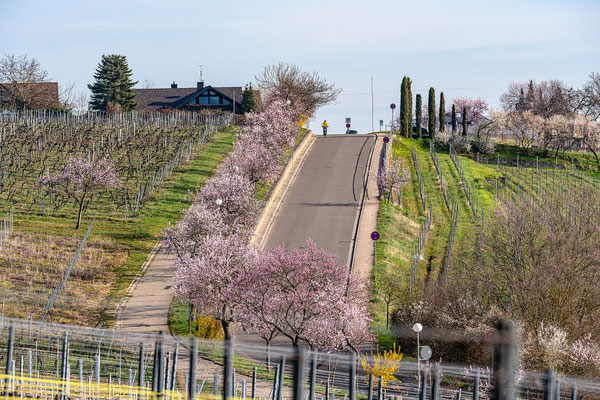Mandelblüte in Gimmeldingen