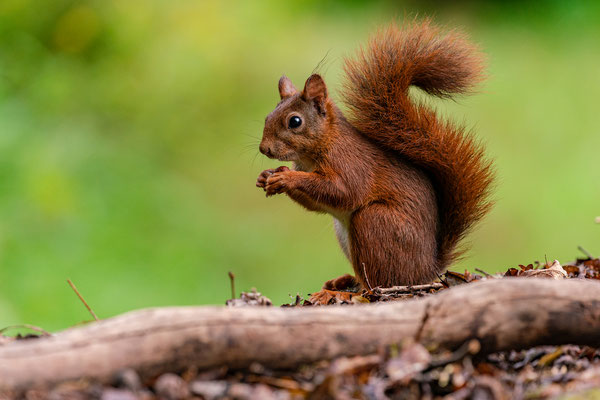 Eichhörnchen mit Haselnuss