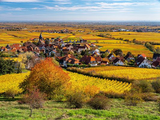 Goldener Herbst bei Burrweiler