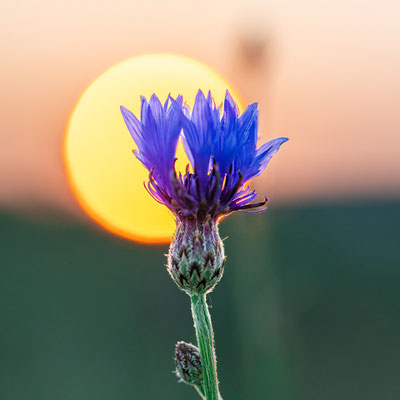 Sonnenaufgang in Neustadts Randlagen