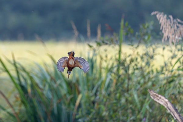 Eisvogel