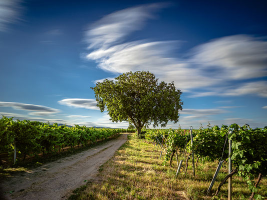 Wolkenspiel in den Weinbergen bei Duttweiler