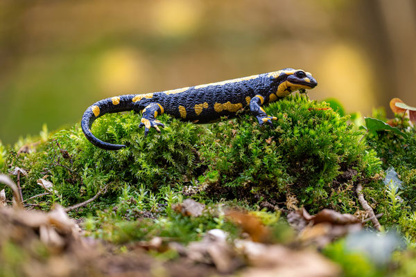 Feuersalamander