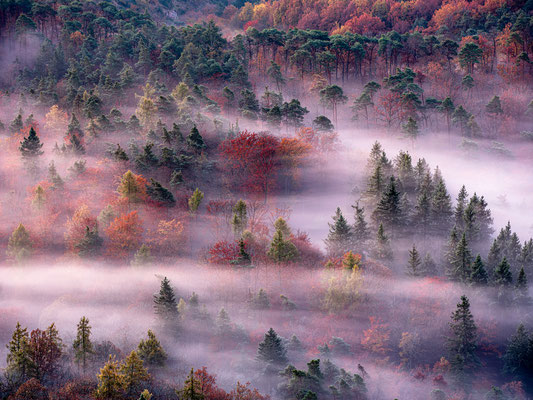 Nebliger Herbstwald, 120 x 80 cm, Forex, Rückseitige Hängung mit Aluminiumschiene, 220 €