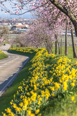 Mandel- und Narzissenblüte bei Nussdorf