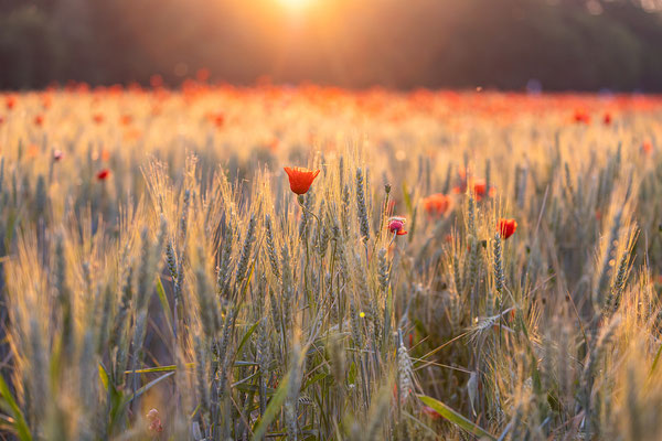 Morgenlicht im Feld