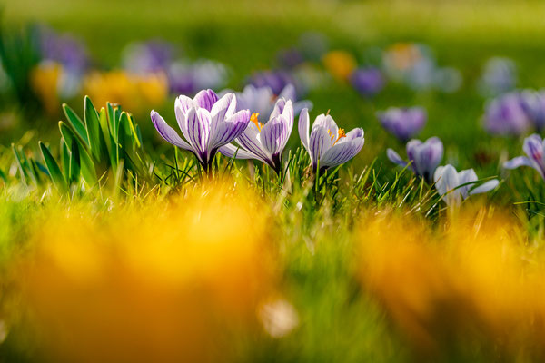Krokusblüte im Kurpark