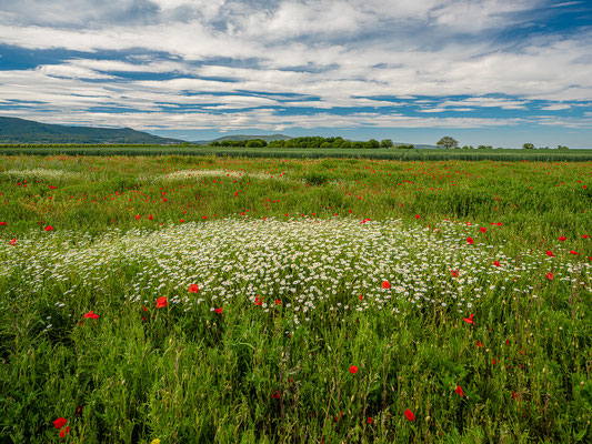 Wildblumenwiese bei Diedesfeld