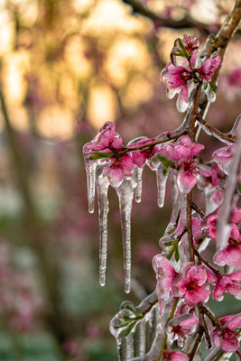 Frsotschutzberegnung bei den Pfirsichblüten
