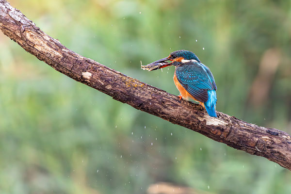 Eisvogel