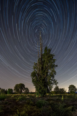 Startrail (Sternspuren) bei Neustadt