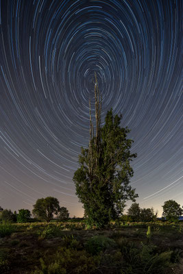 Startrail (Sternspuren) bei Neustadt