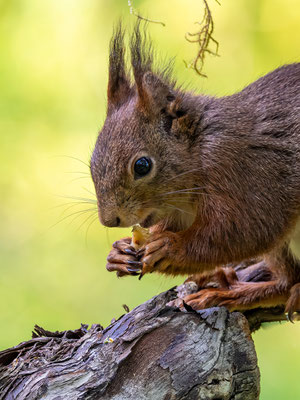 Eichhörnchen