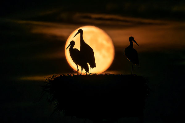 Störche im Licht des Vollmondes