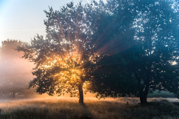 "Flammende Bäume" im Frühnebel