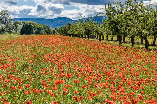 Mohnblüte bei Diedesfeld