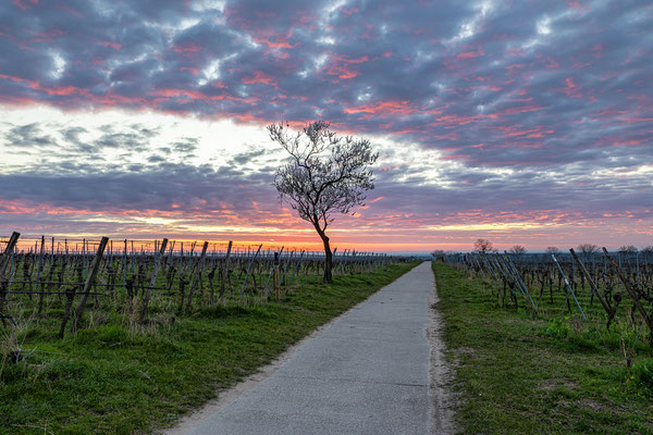 Mandelblüte bei Gimmeldingen