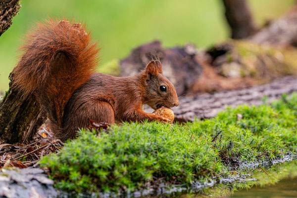 Eichhörnchen mitWalnuss