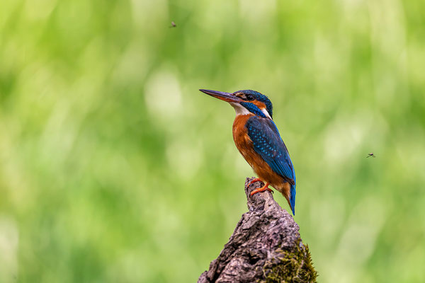 Eisvogel