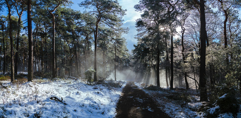 Nebelstimmungen im Wald
