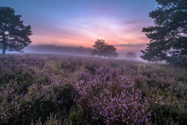 Mehlinger Heide im Morgennebel