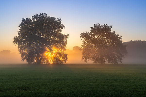 Frühnebel in Geinsheims Wiesen