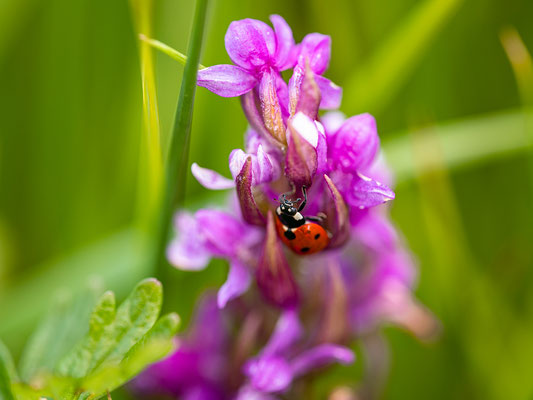 Orchideenwiese bei Geinsheim