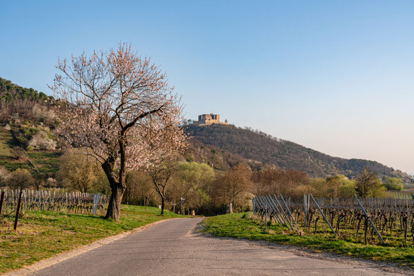 Mandelblüte bei Maikammer