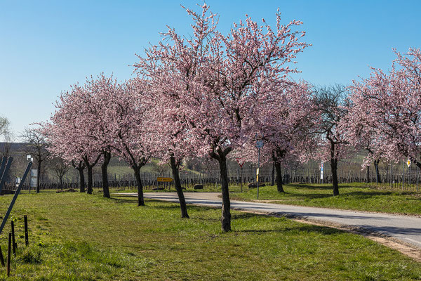 Mandelblüte bei Maikammer
