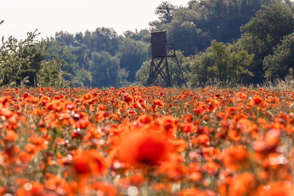 Mohnblüte bei Diedesfeld