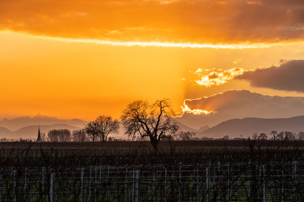 Sonnenuntergang hinter dem Trifels